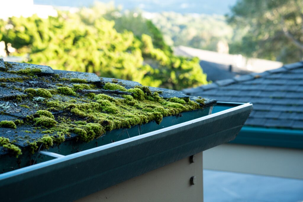 algae growth shingles